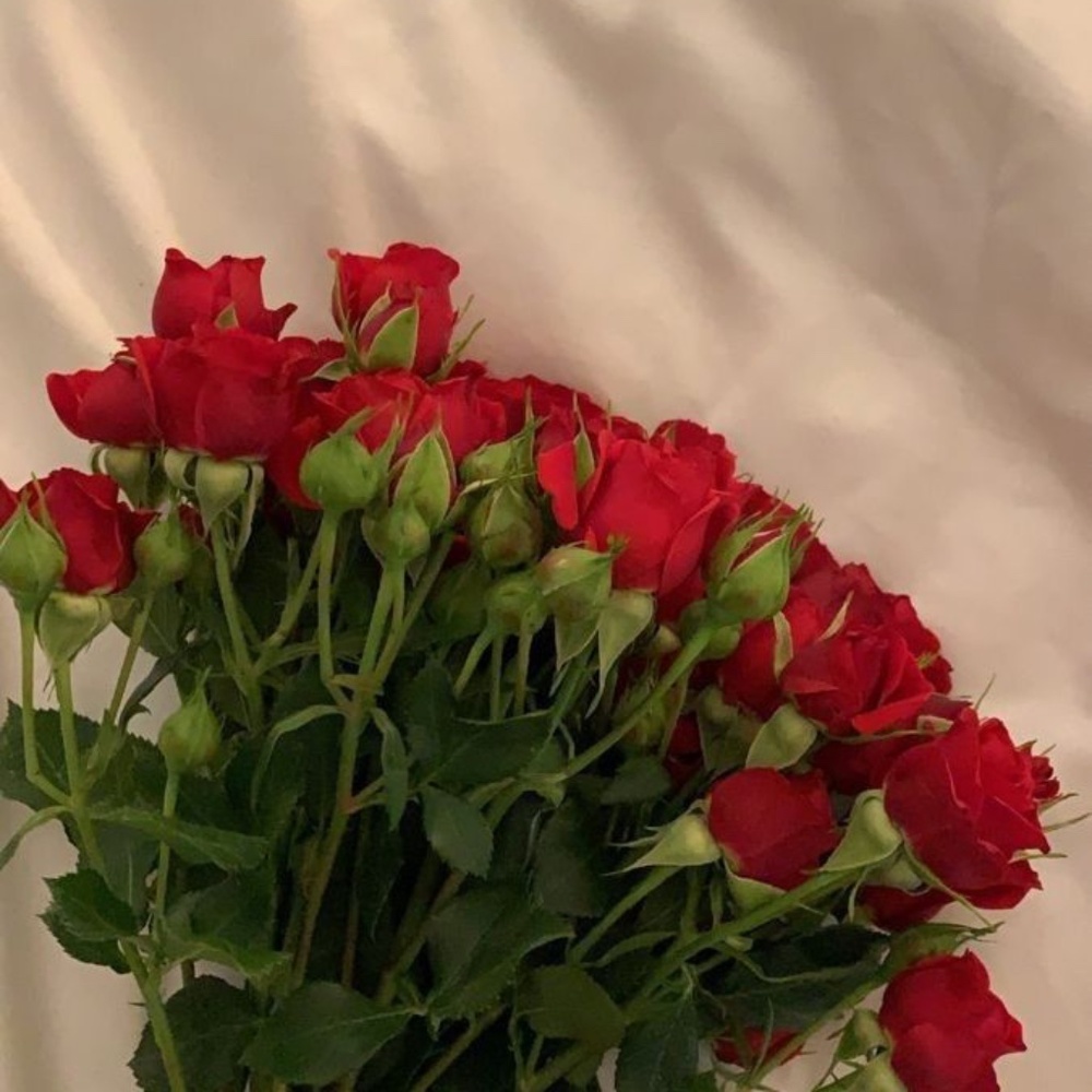 Meet your Posher, Lily